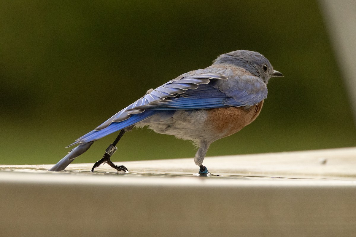 Western Bluebird - ML642688155