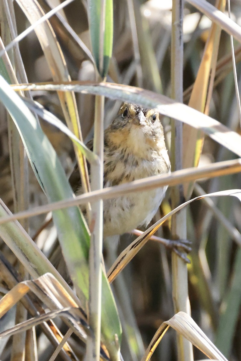 Saltmarsh Sparrow - ML642688174