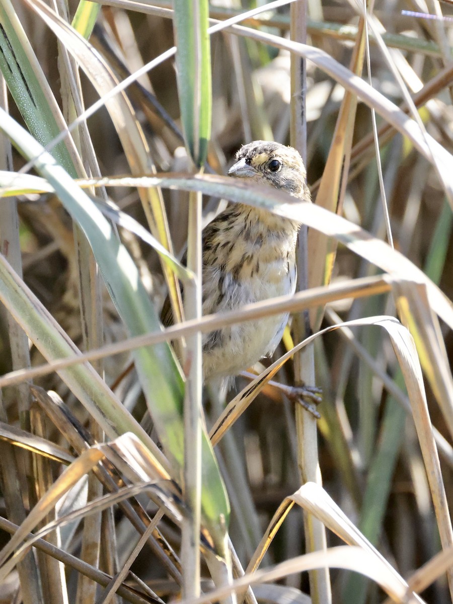 Saltmarsh Sparrow - ML642688175