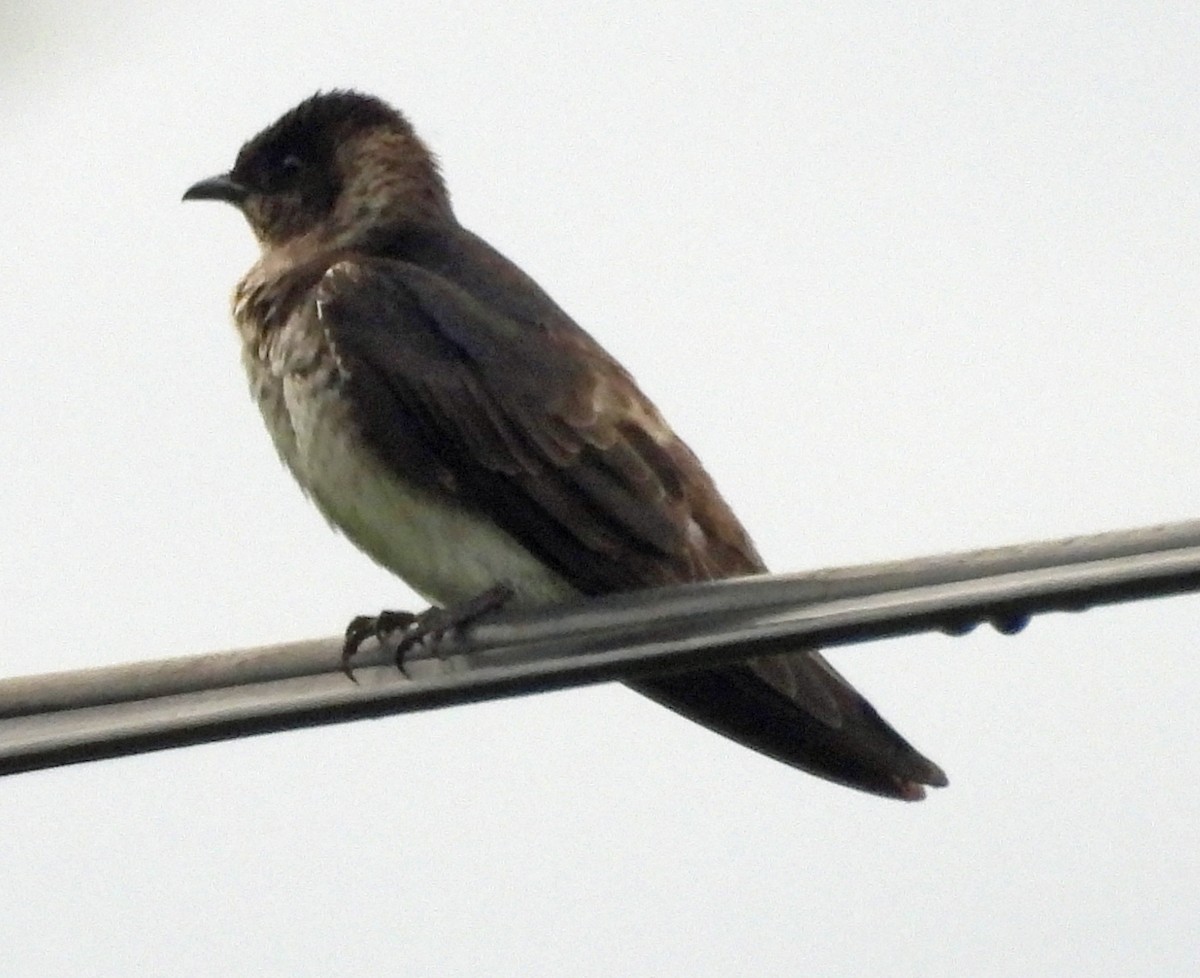 Purple Martin - ML642688178