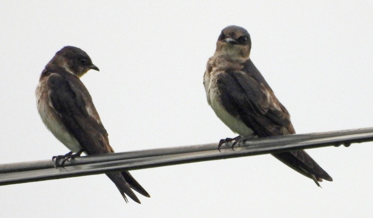 Purple Martin - ML642688179
