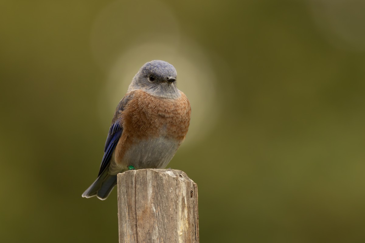 Western Bluebird - ML642688181