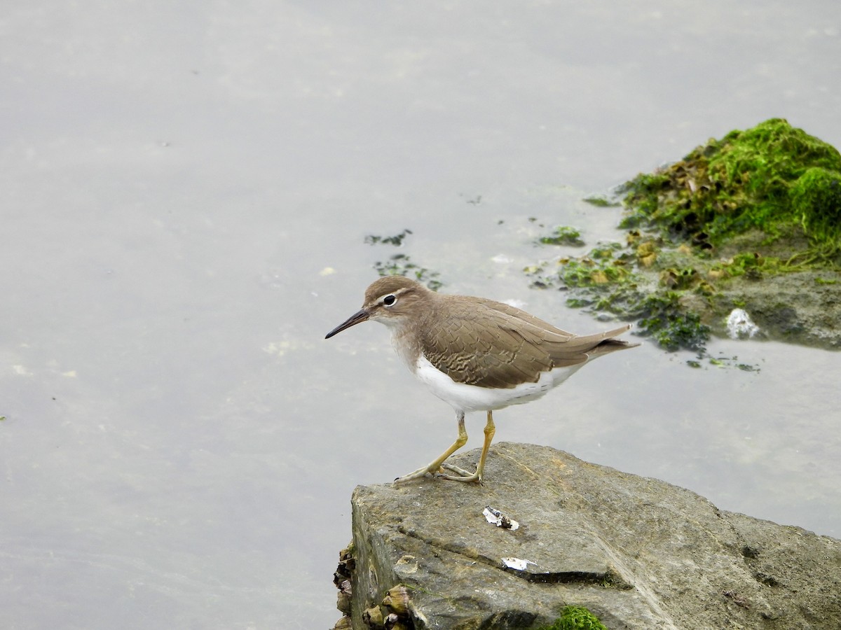 Spotted Sandpiper - ML642688204