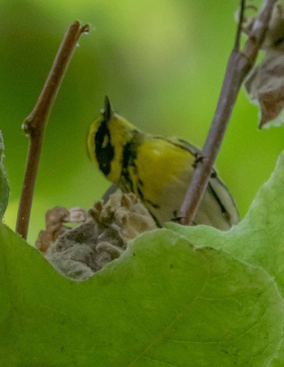 granparula - ML642688242