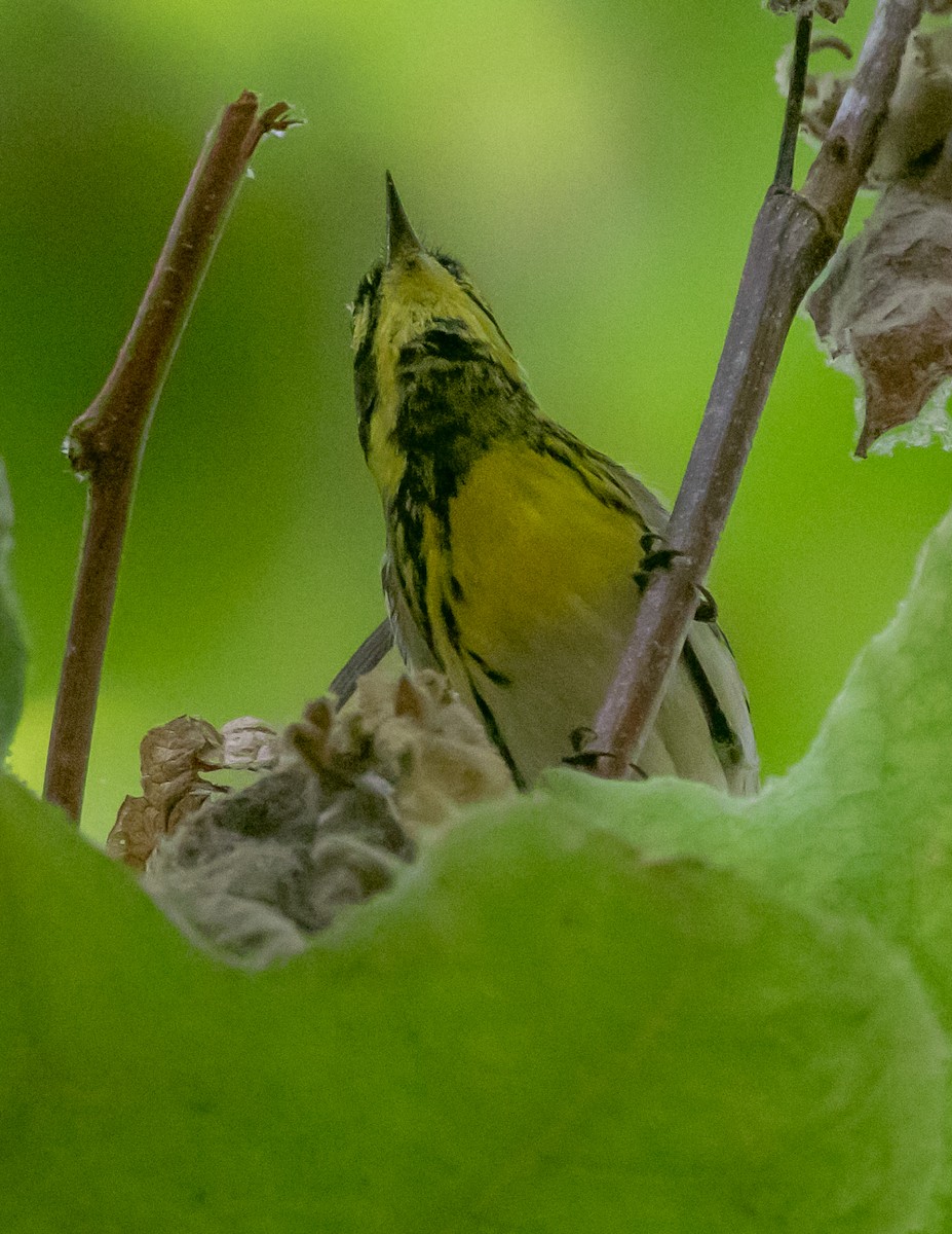 granparula - ML642688244
