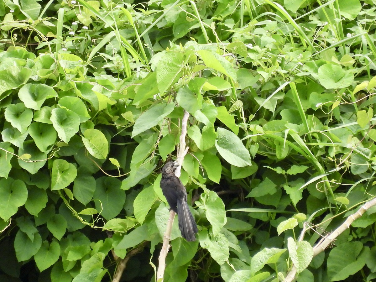 glattnebbani - ML642688249