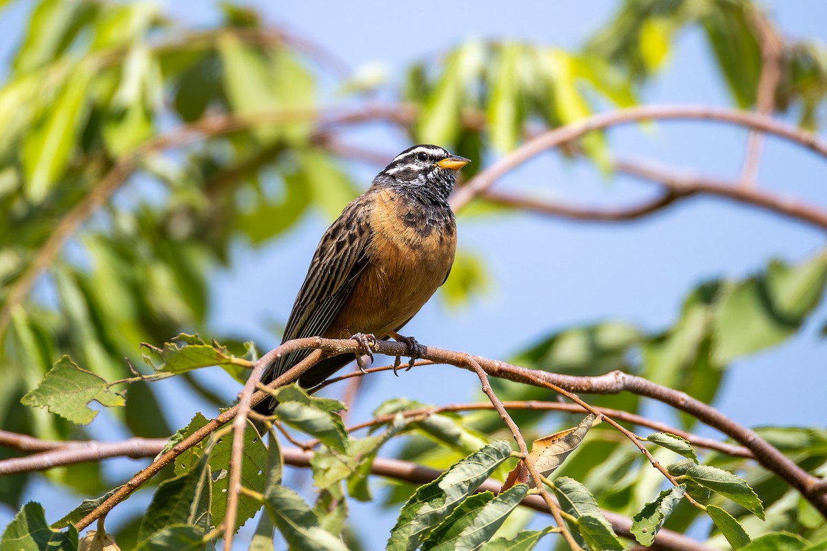 Cinnamon-breasted Bunting - ML642688250