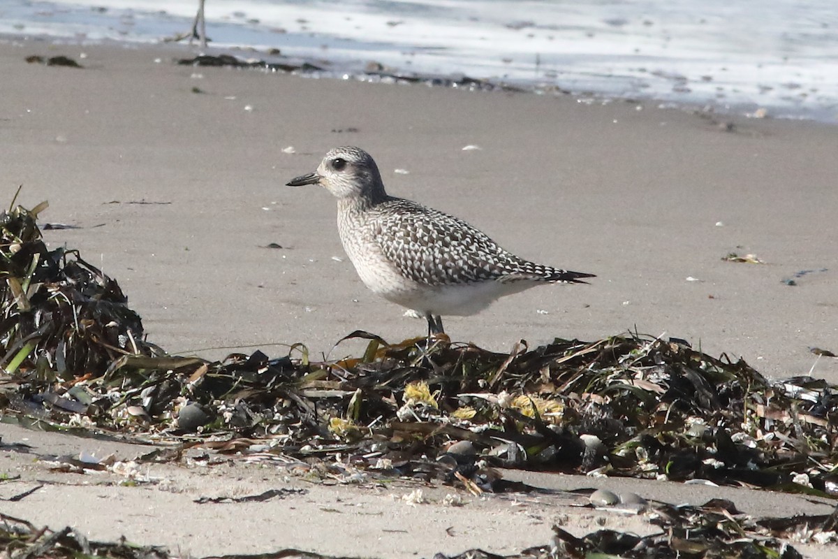 Black-bellied Plover - ML642688272
