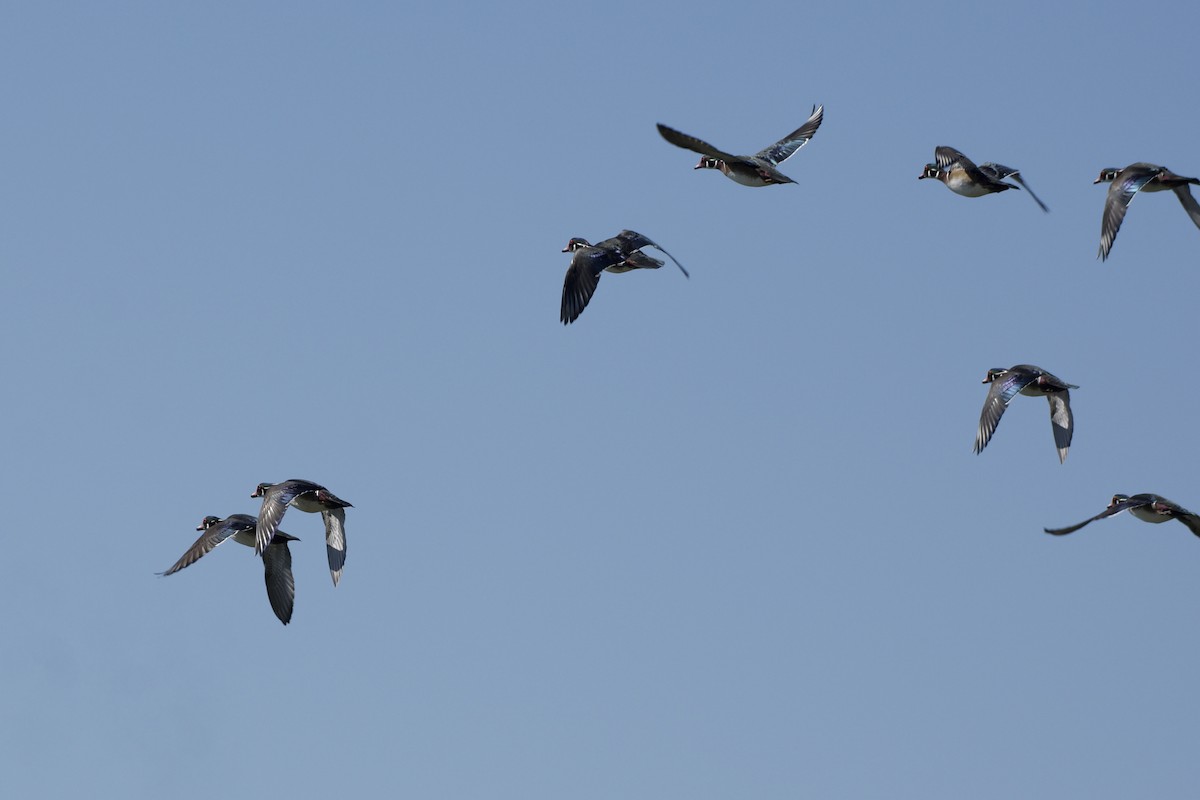 Wood Duck - ML642688274