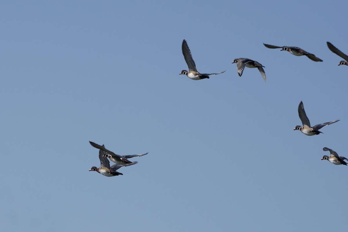 Wood Duck - ML642688276