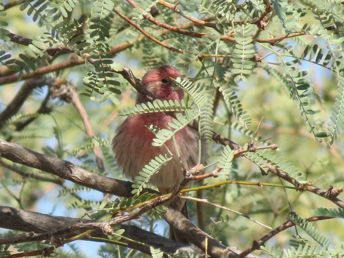 House Finch - ML642688280