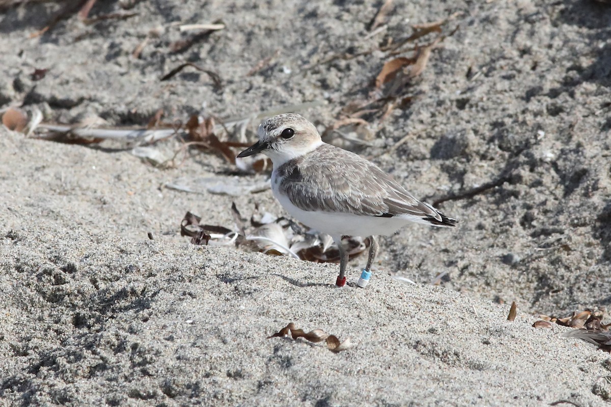 Snowy Plover - ML642688281