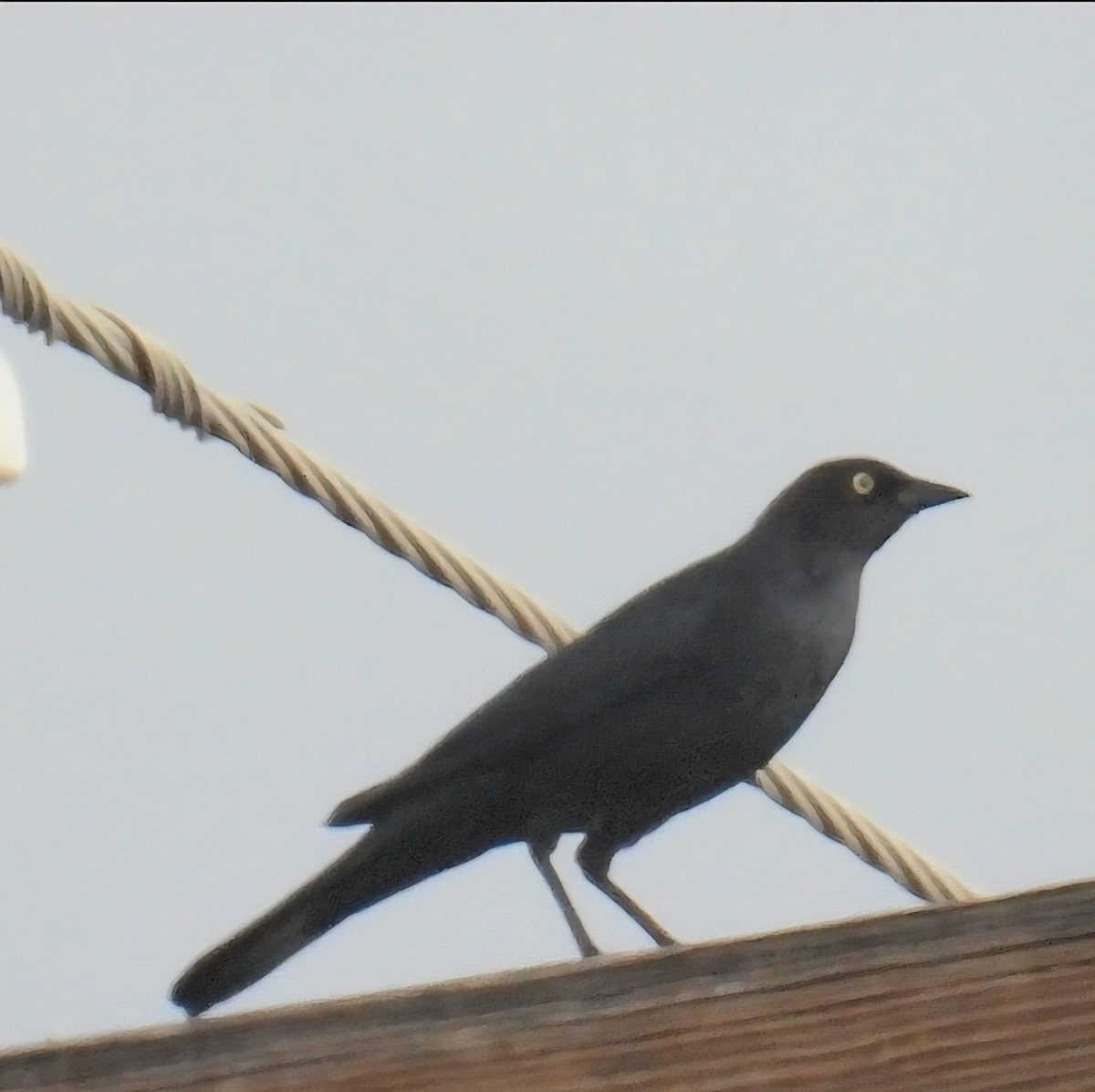 Brewer's Blackbird - ML642688282