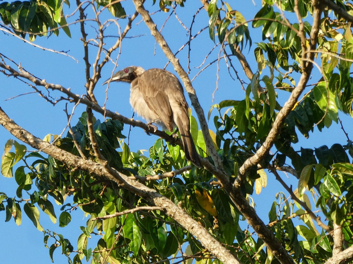 Helmeted Friarbird - ML642688284