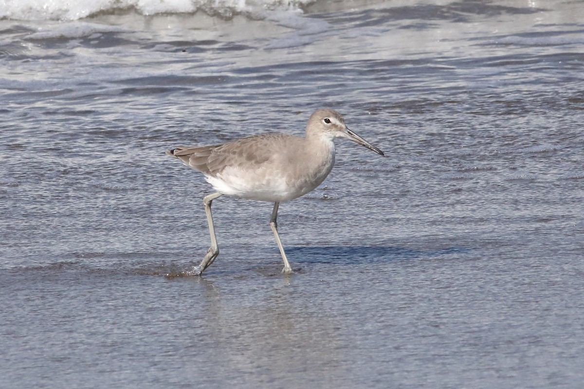 Willet (Western) - ML642688286