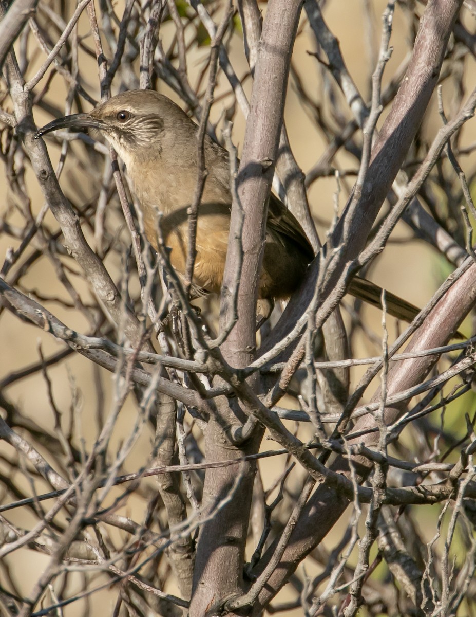 California Thrasher - ML642688287
