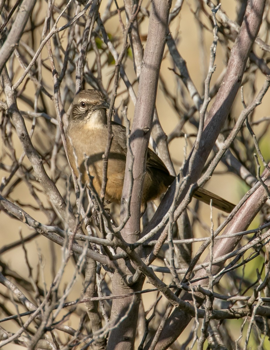 California Thrasher - ML642688288
