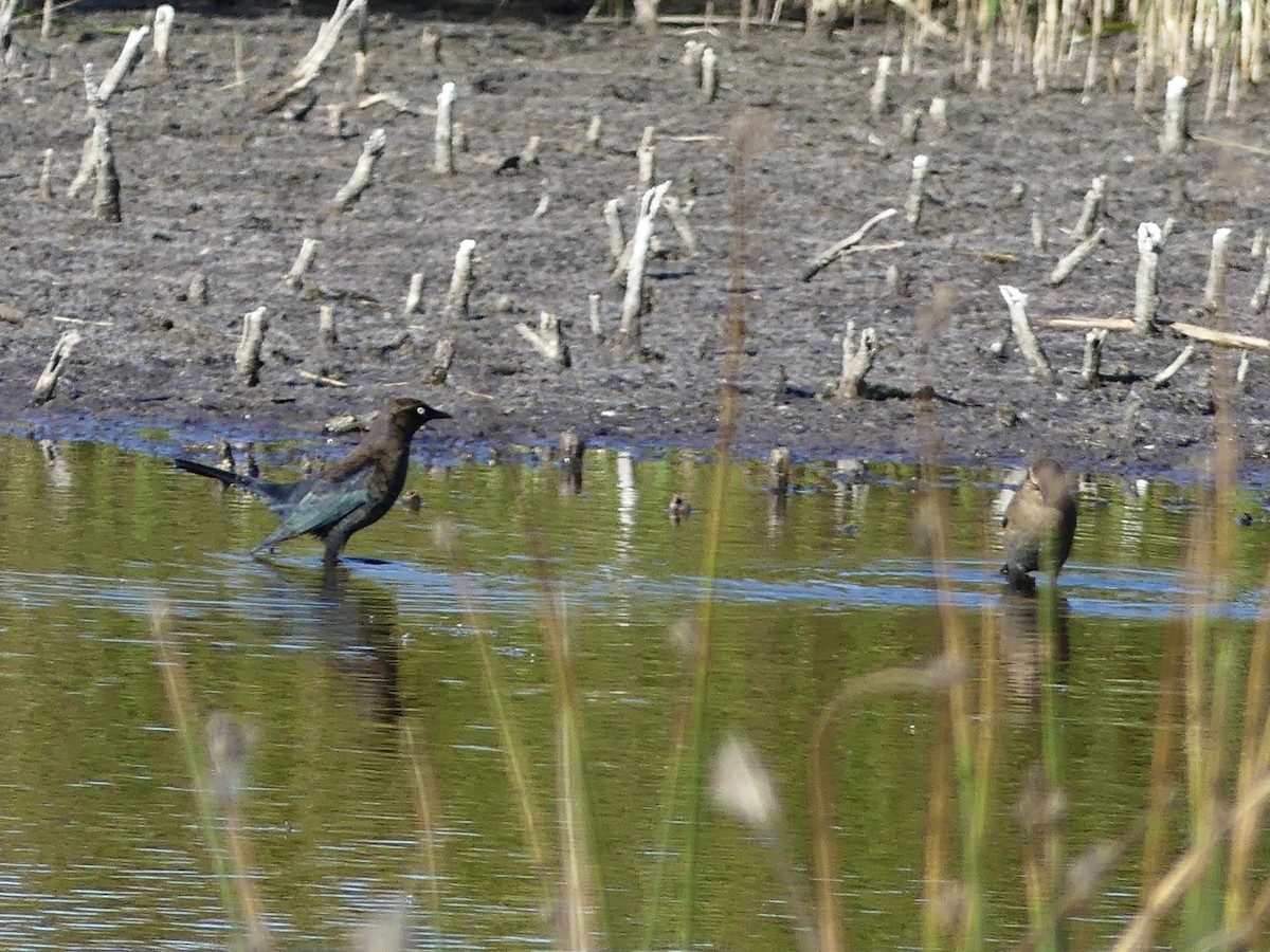 Rusty Blackbird - ML642688292