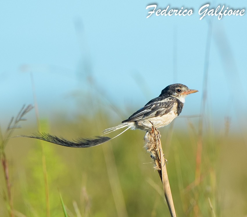 Strange-tailed Tyrant - ML642688294