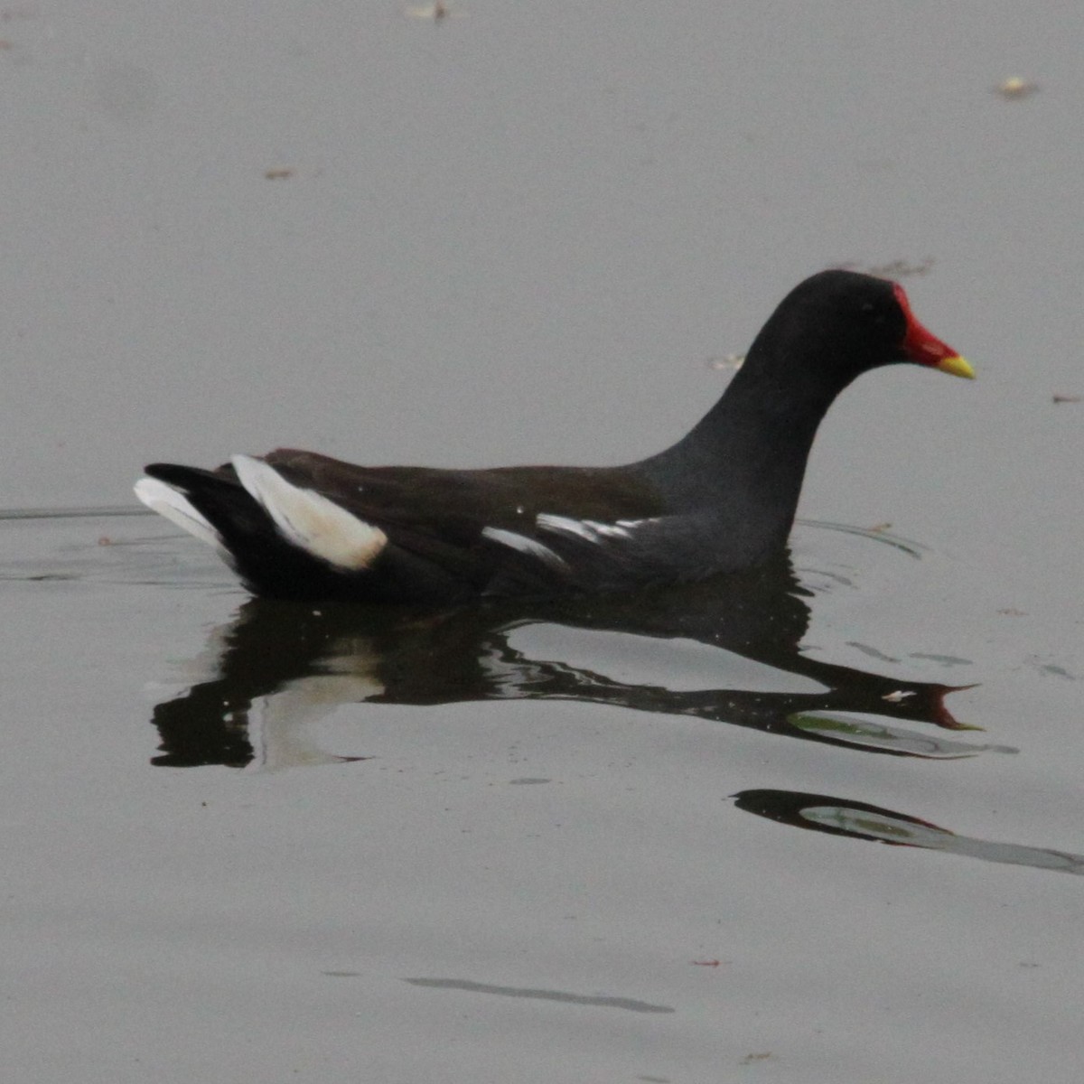 Uroilo arrunta - ML642688314