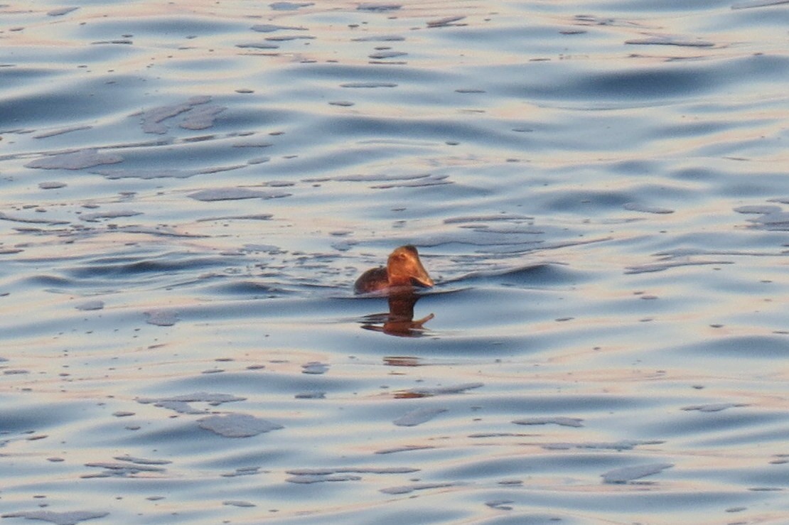 Eider arrunta - ML642688315