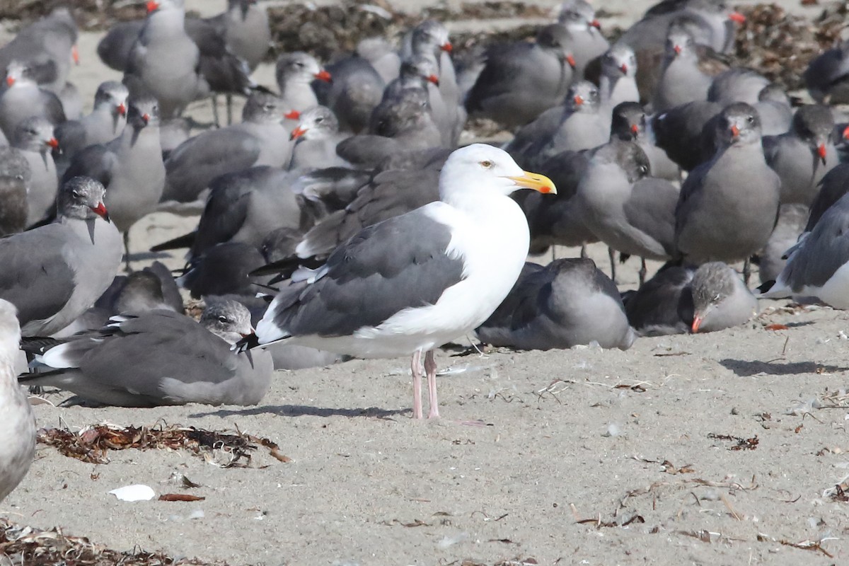 Western Gull - ML642688318