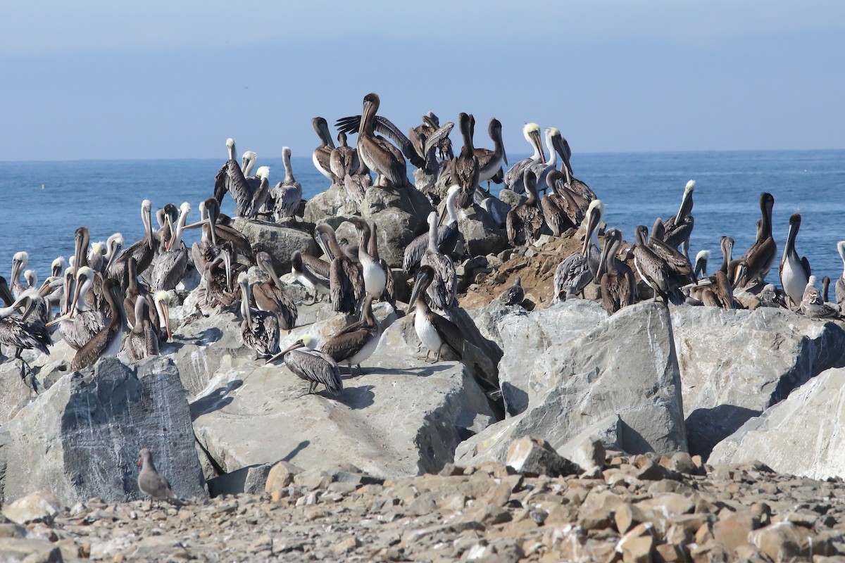 Brown Pelican (California) - ML642688326