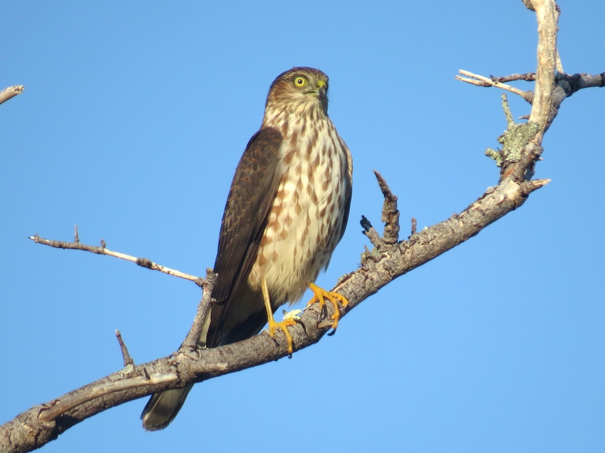 Sharp-shinned Hawk - ML642688327