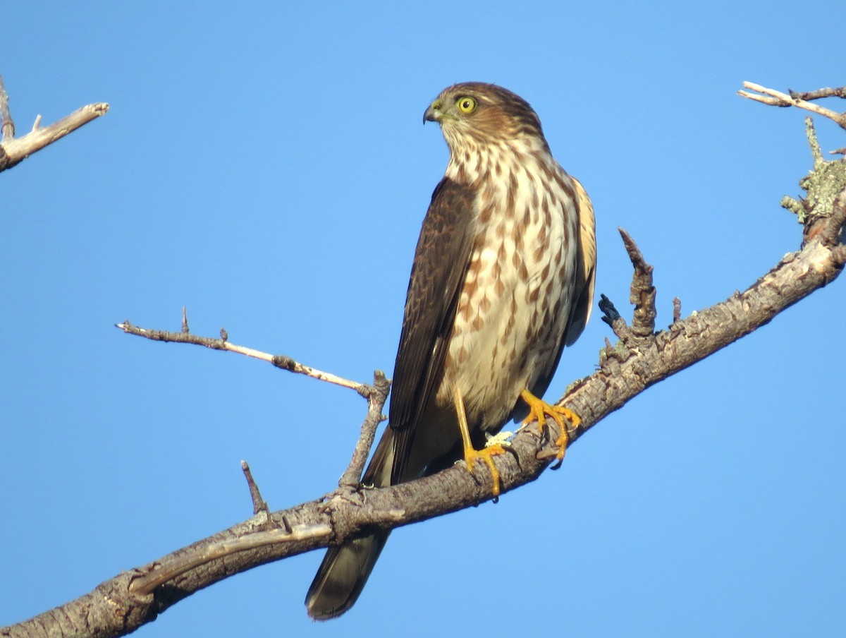 Sharp-shinned Hawk - ML642688328