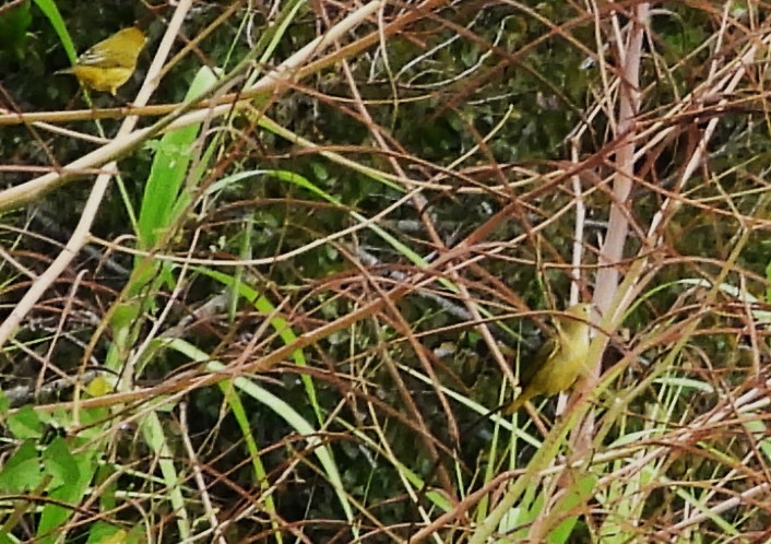Yellow Warbler (Northern) - ML642688329