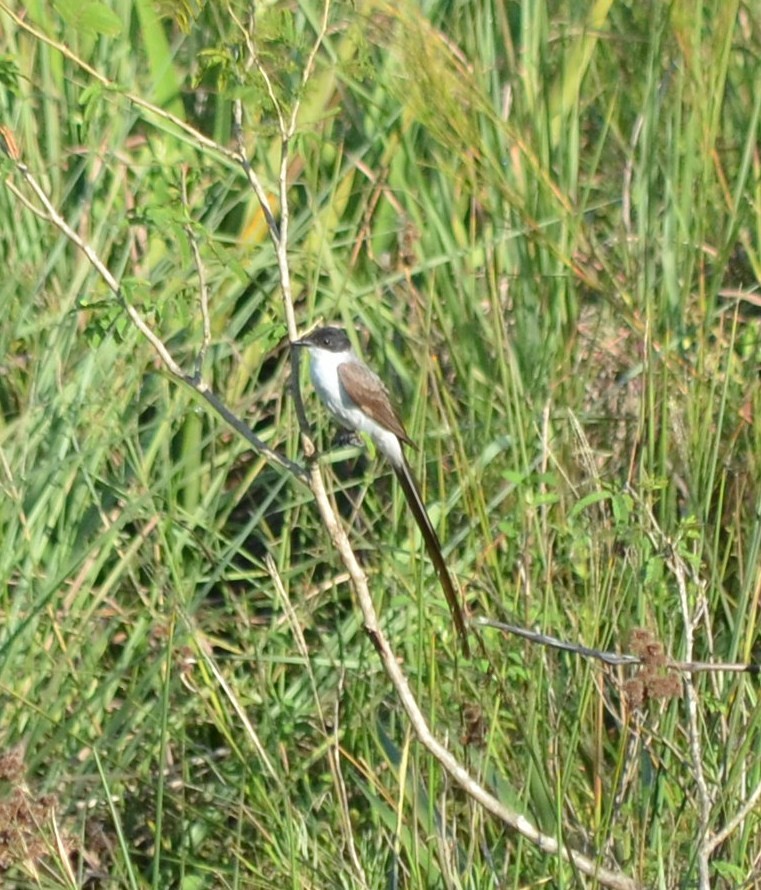 Gabelschwanz-Königstyrann - ML642688338