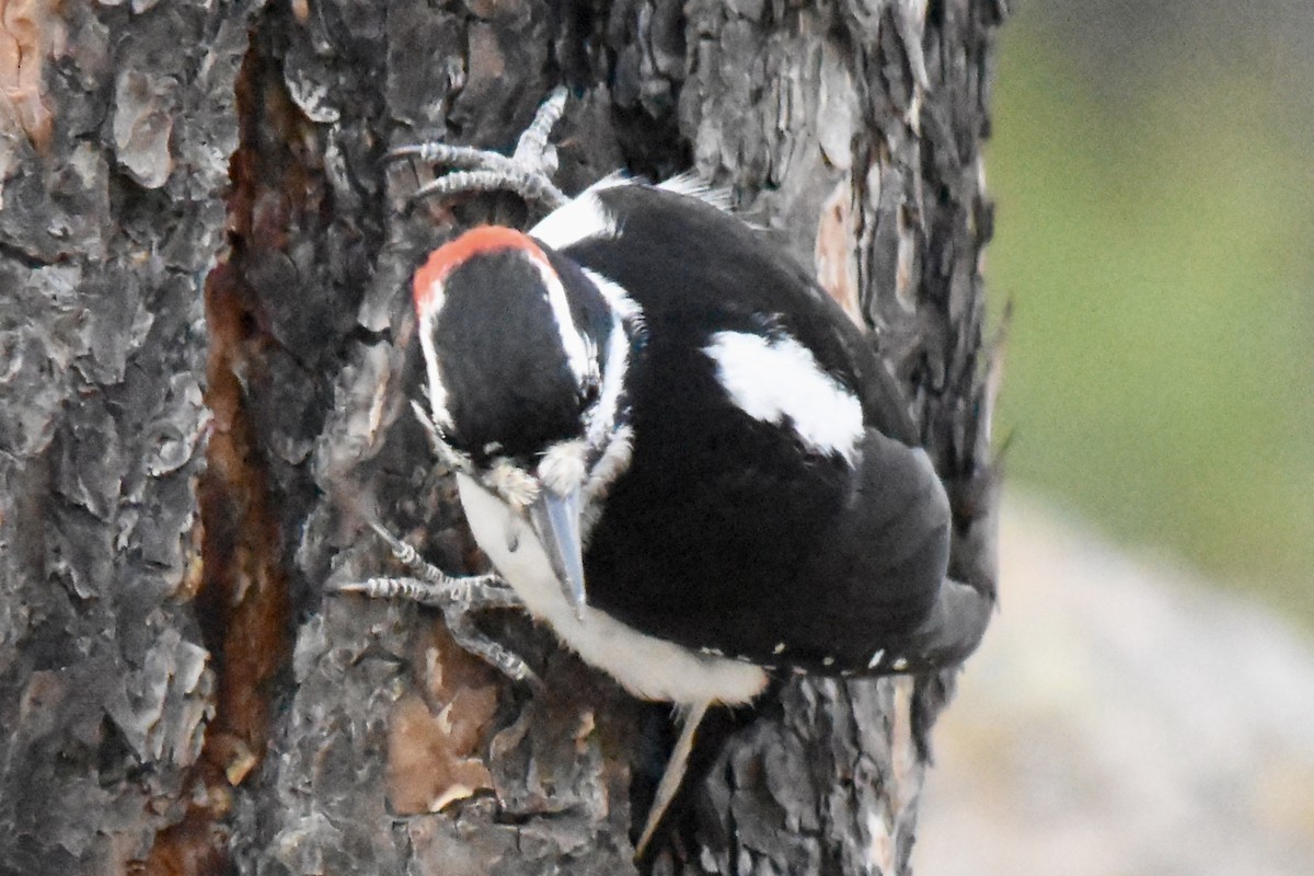 Hairy Woodpecker - ML642688339