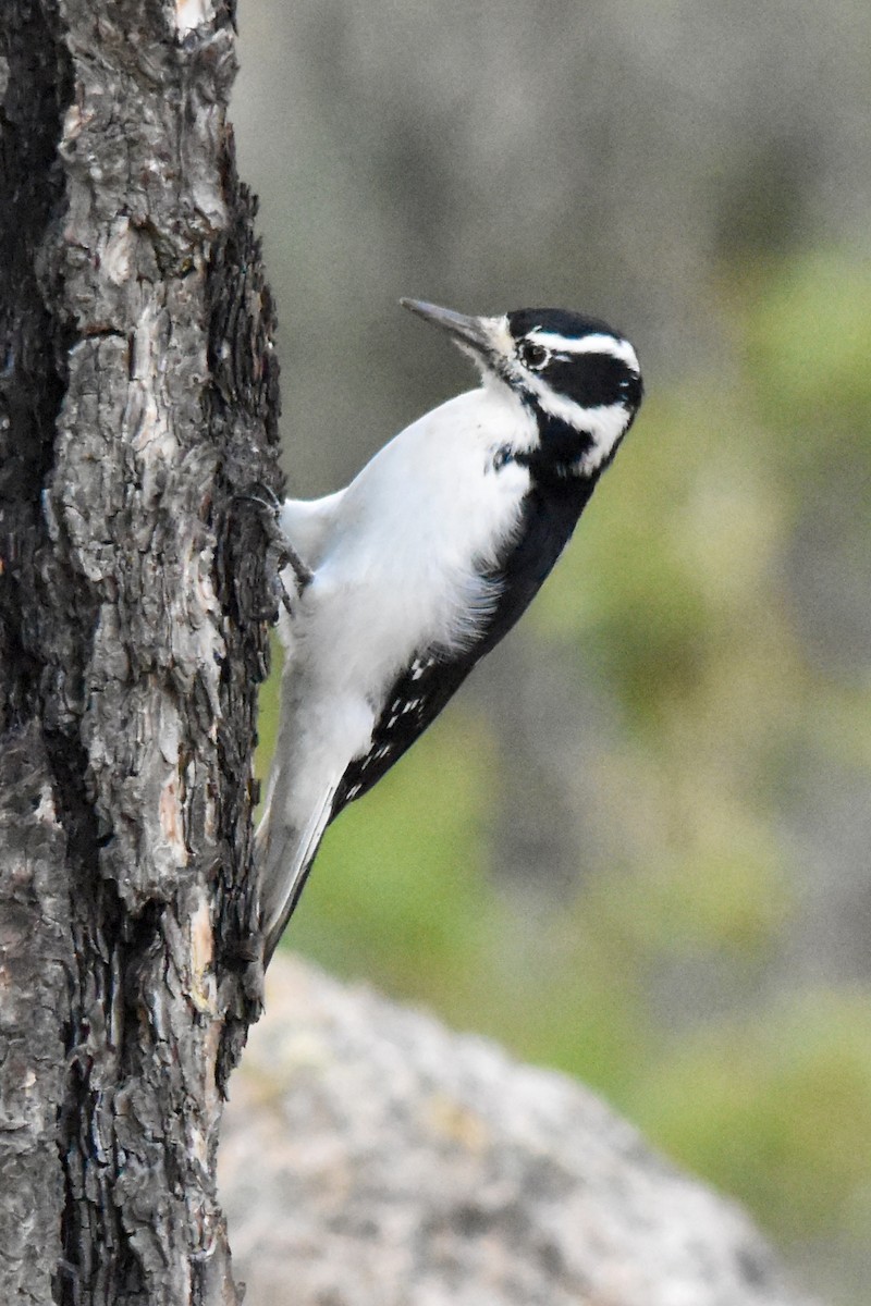 Hairy Woodpecker - ML642688340