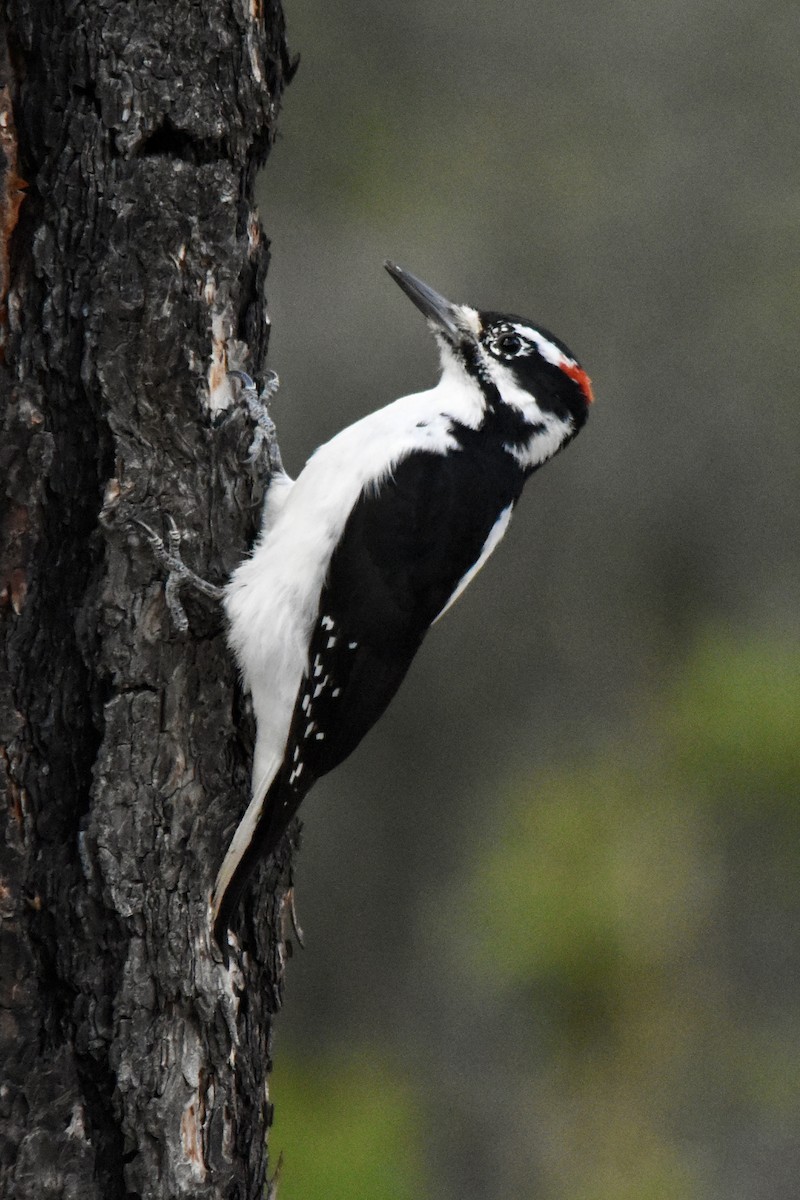 Hairy Woodpecker - ML642688341