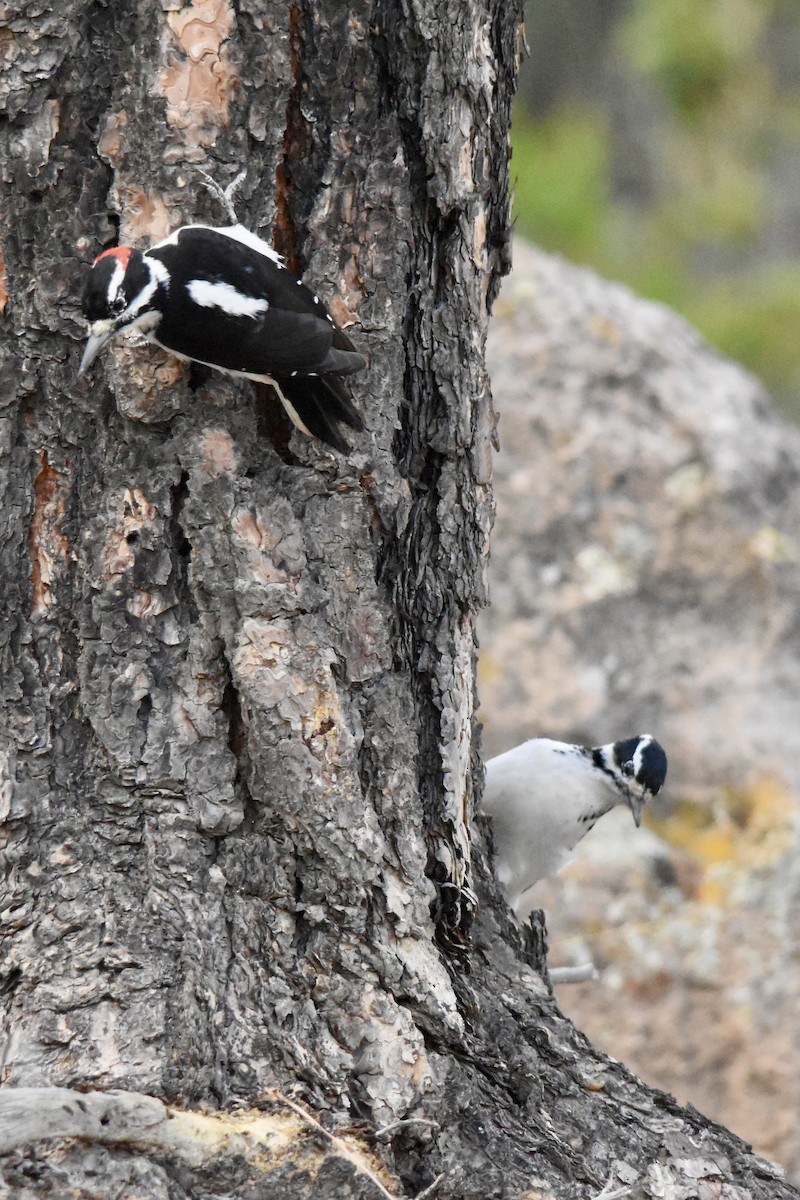 Hairy Woodpecker - ML642688342