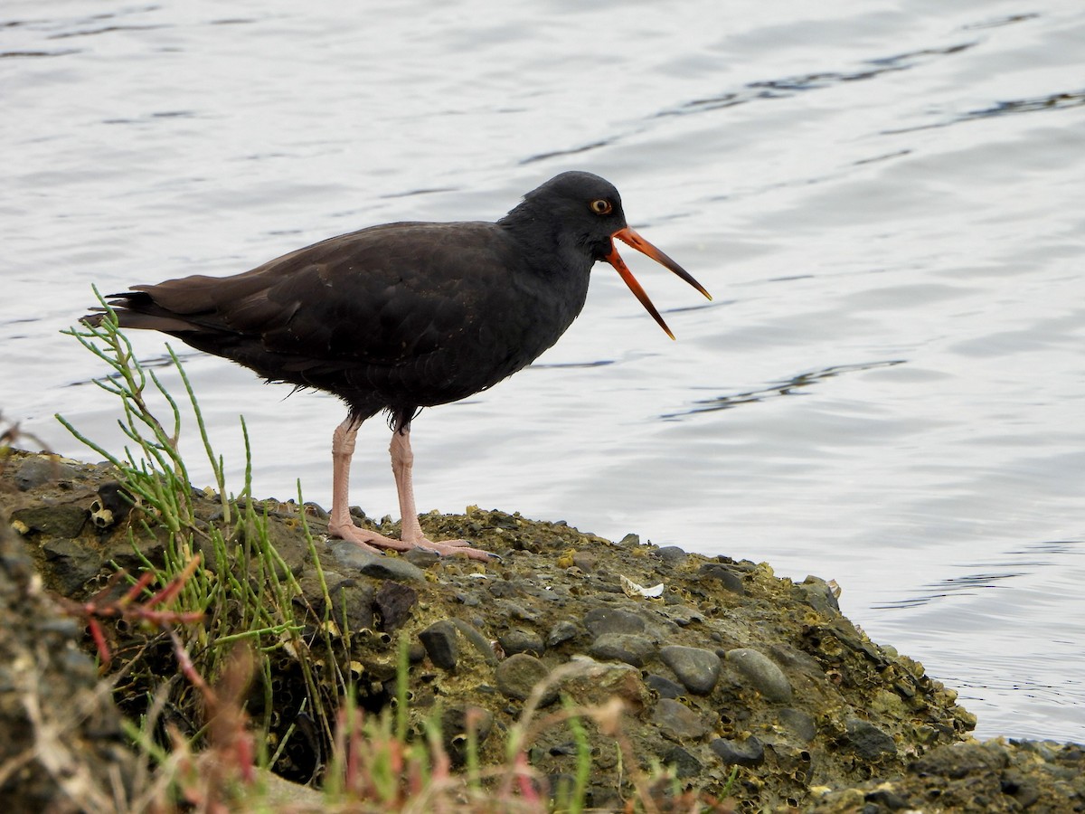 Black Oystercatcher - ML642688343