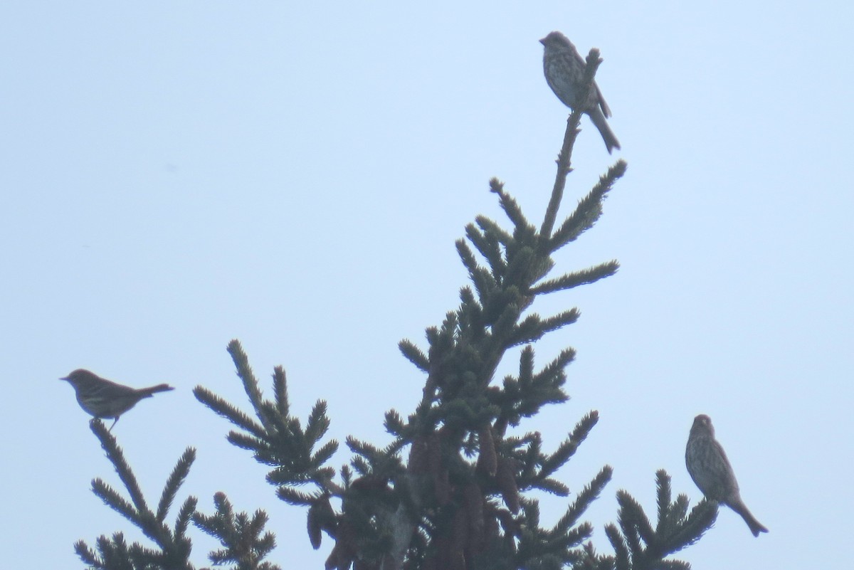Purple Finch - ML642688347