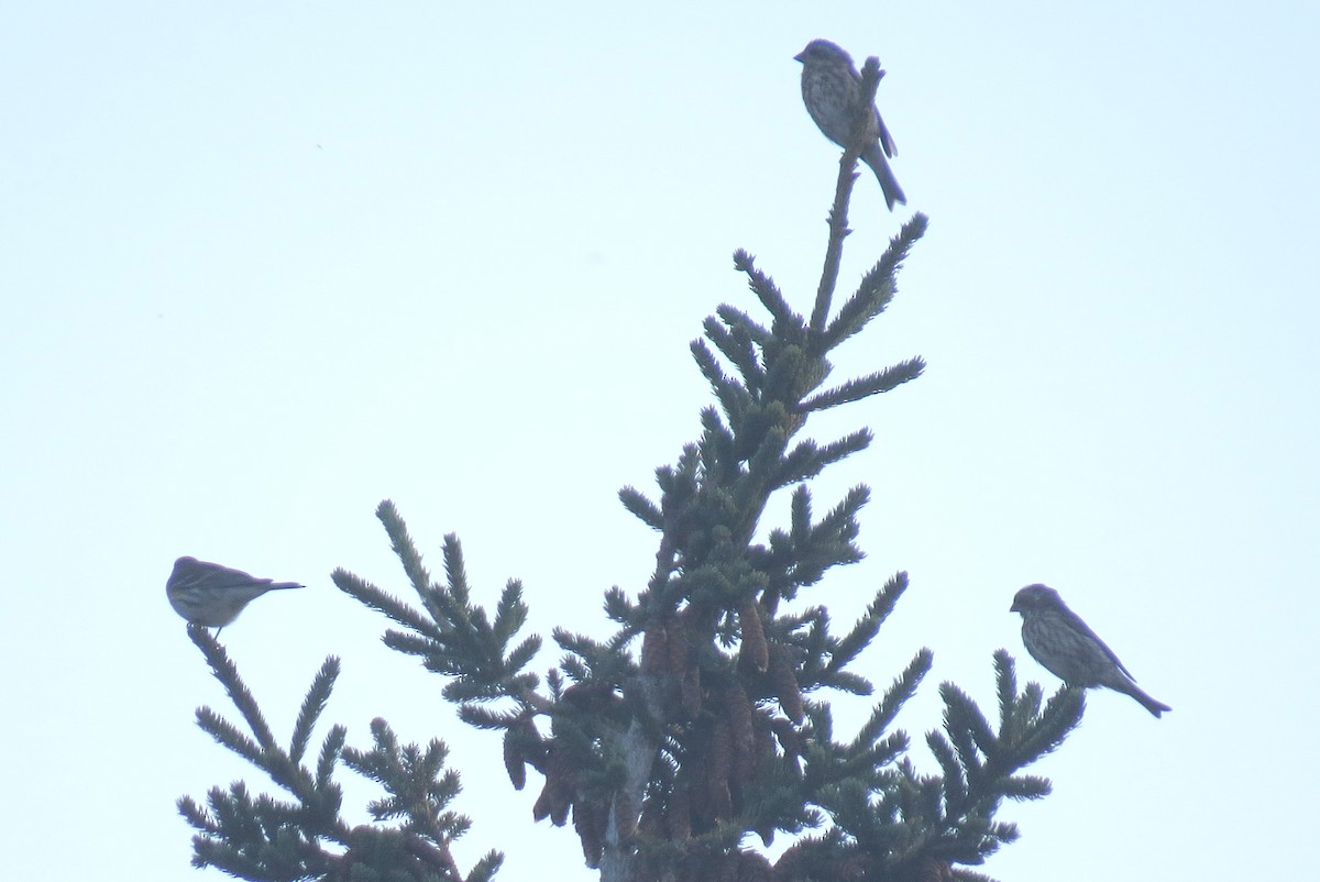 Purple Finch - ML642688348