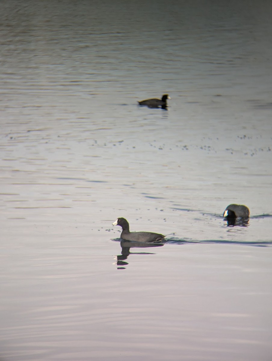 American Coot - ML642688349