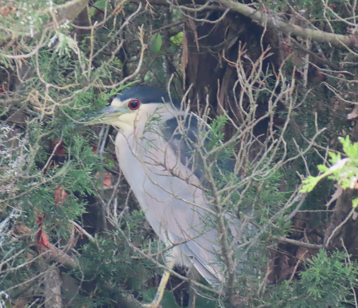 kvakoš noční - ML642688350