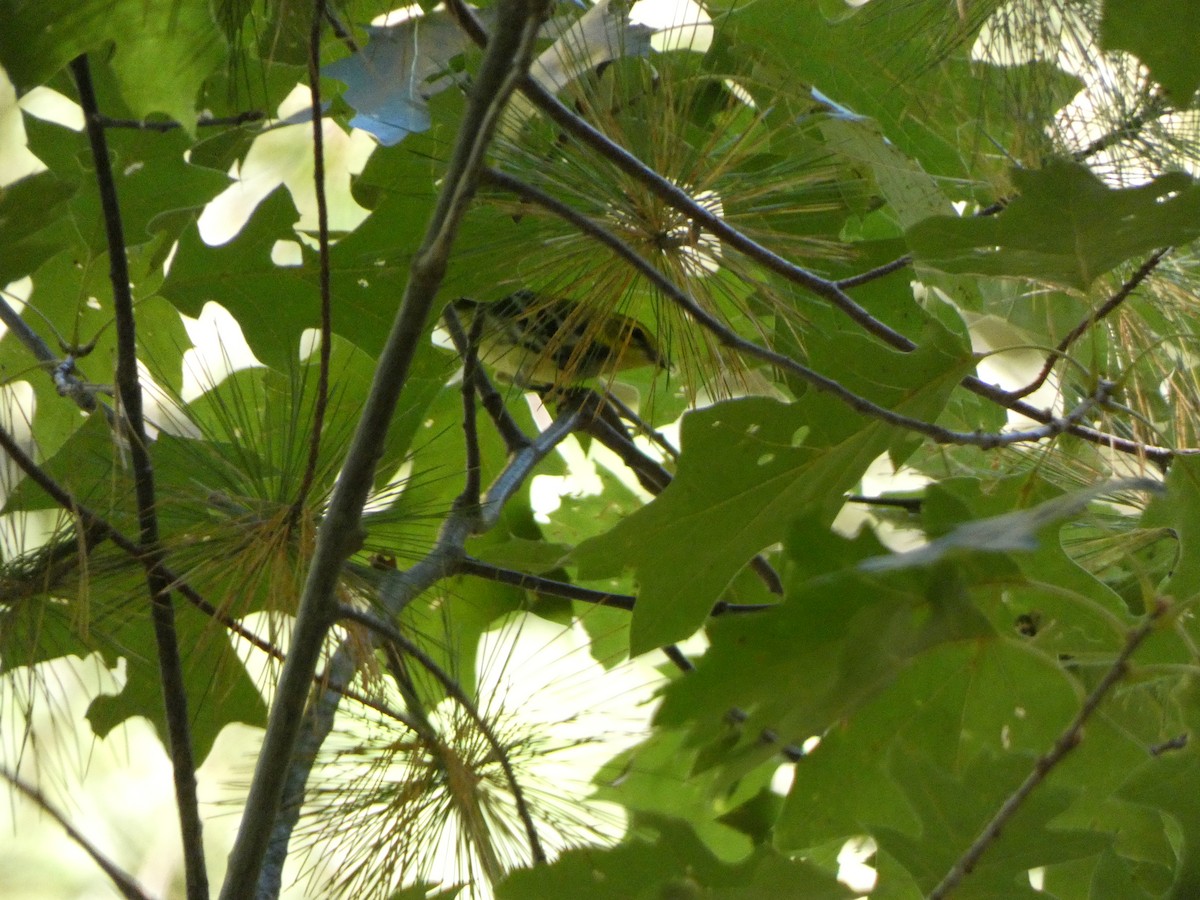 Black-throated Green Warbler - ML642688361