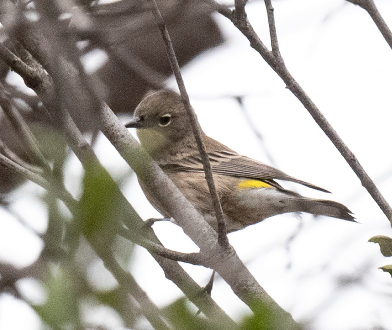 Yellow-rumped Warbler - ML642688362