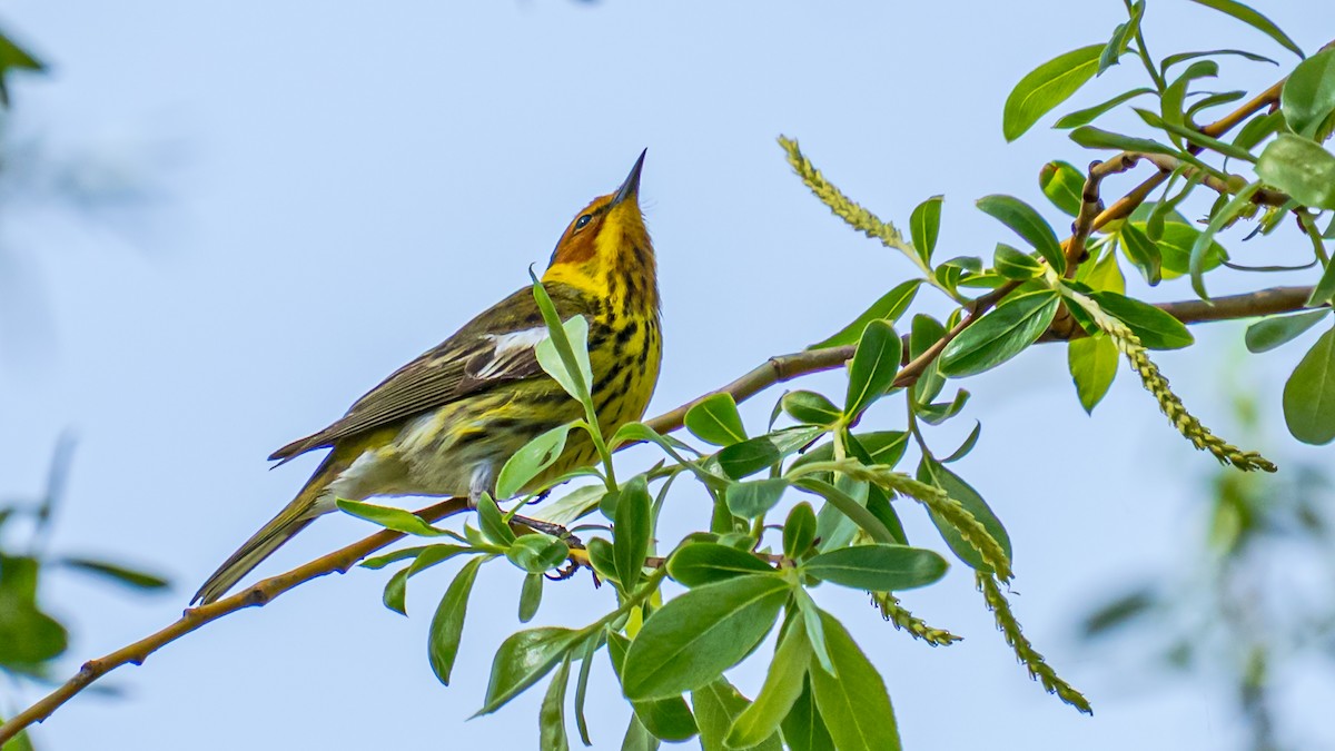 Cape May Warbler - ML642688371