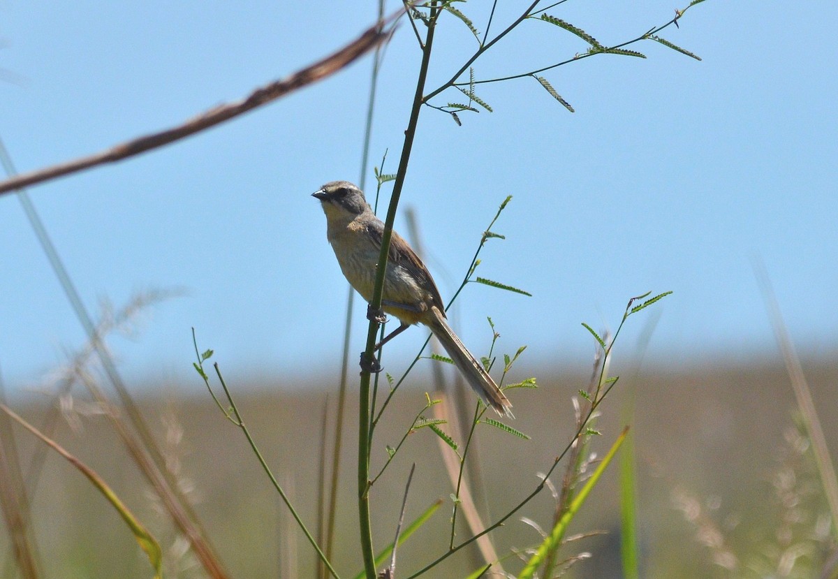 Long-tailed Reed Finch - ML642688379