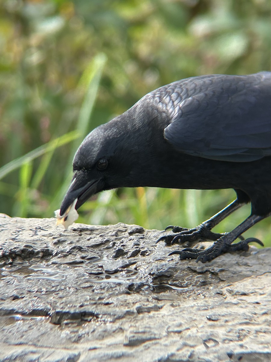 vrána americká - ML642688385
