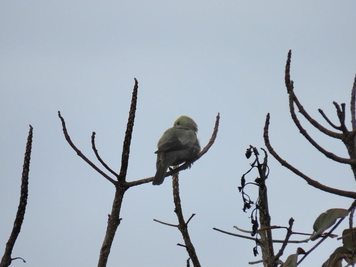 Palm Tanager - ML642688393