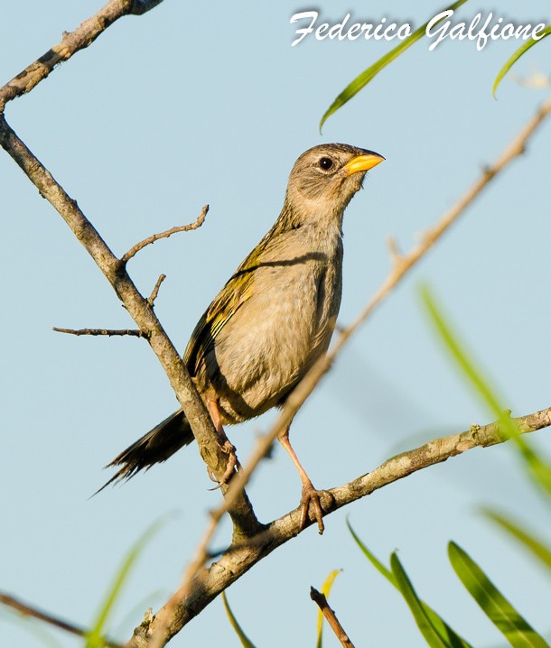 Wedge-tailed Grass-Finch - ML642688407