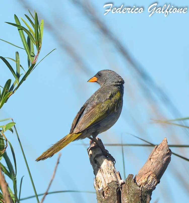 Great Pampa-Finch - ML642688414