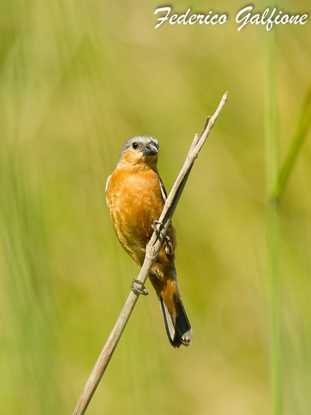 Tawny-bellied Seedeater - ML642688417