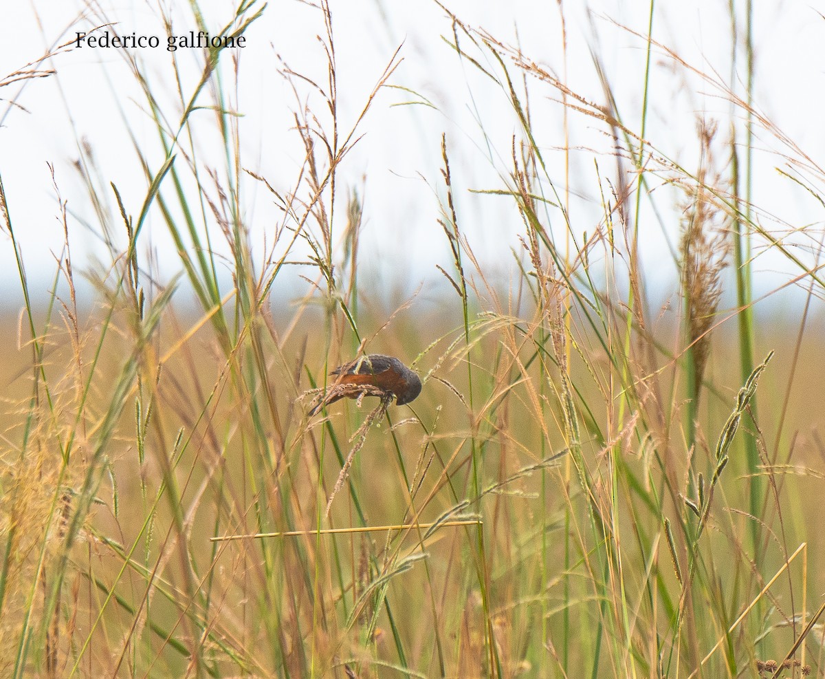 コシアカヒメウソ - ML642688431